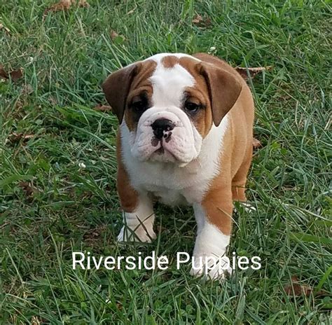 We love our puppies and what we do! Pin by Riverside Puppies Ohio Trish B on Riverside Puppies | Puppies, Animals, Dogs