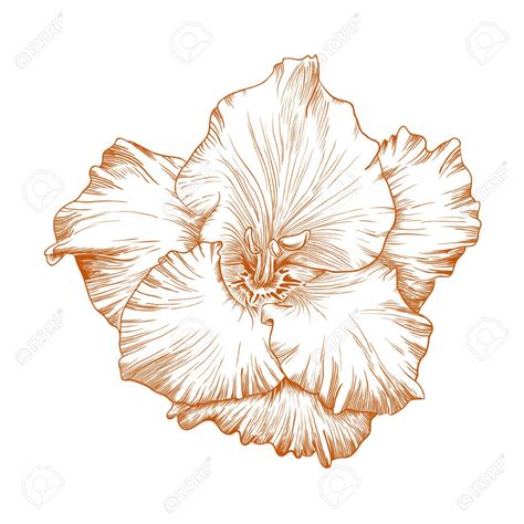 You will see how easy it is to draw this flower. The best free Gladiolus drawing images. Download from 81 ...