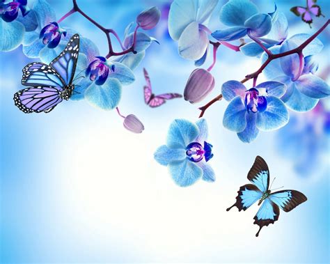 Orchid Blue Flowers Beautiful Butterflies Flower Butterfly