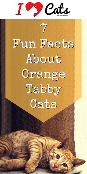 7 Fun Facts About Orange Tabby Cats Orange Tabby Cats