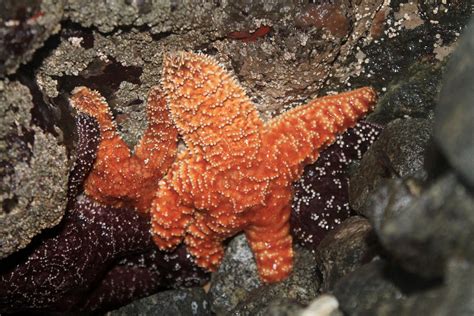 Ochre Sea Star - Mayne Island Conservancy