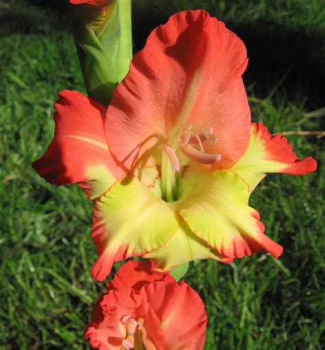 Gladiolus ~ Sword Lily Auntie Dogmas Garden Spot