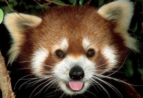 Alles Over Hupie De Rode Panda Rangers