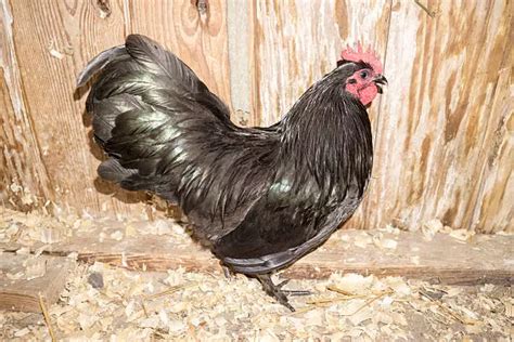 The 15 Best Types Of Roosters For Your Flock