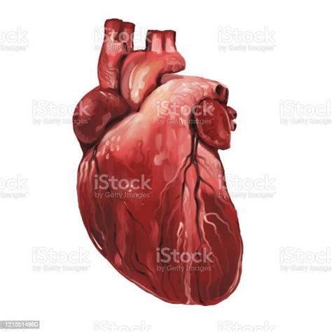 Ilustración De Dibujo Del Corazón Del Órgano Humano Rojo Fresco
