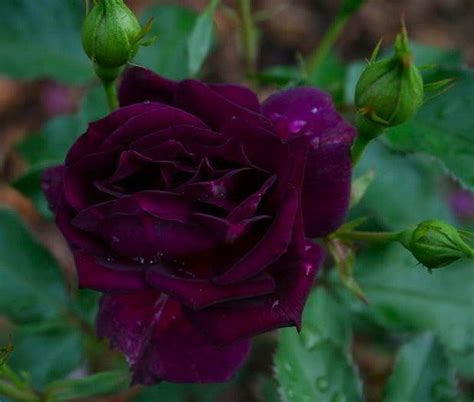 Rose Midnight Blue Shrub Rose Garden Plants