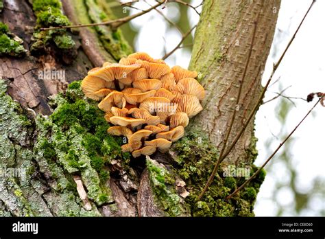Honey Fungus Hi Res Stock Photography And Images Alamy