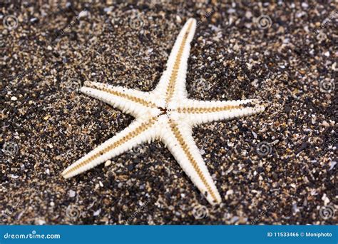 Sea Star In The Sand Stock Photo Image Of Spring Object 11533466
