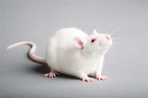White Rat White Laboratory Rat Isolated On Grey Background Ad