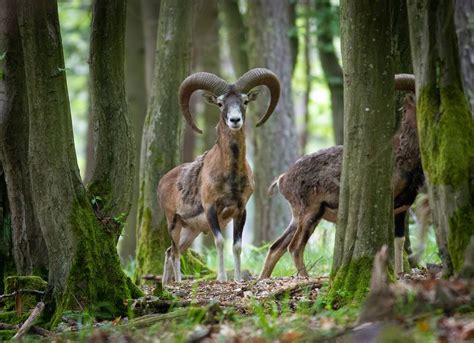 European Mouflon By Vladimir Z Animal Photo Animal Photography European