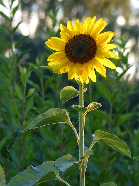 Free Images Field Botany Yellow Flora Sunflower Wildflower