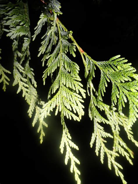 Western Red Cedar The Garden Hotline