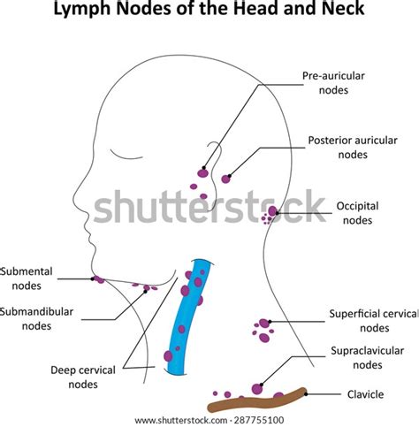 Lymph Nodes Location Back Of Head