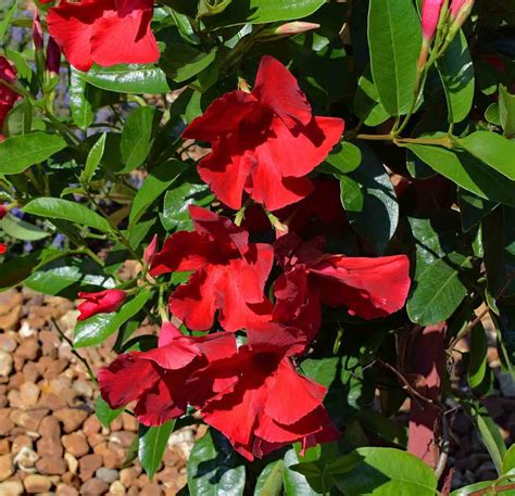 How To Prune Mandevilla Everything You Need To Know Living Boosts