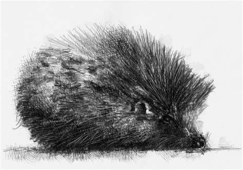 Hedgehog Seanbriggs In 2023 Hedgehog Art Animal Drawings Cool
