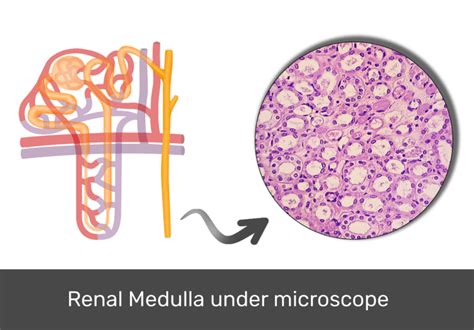 Renal Medulla Histology And Diagram Getbodysmart