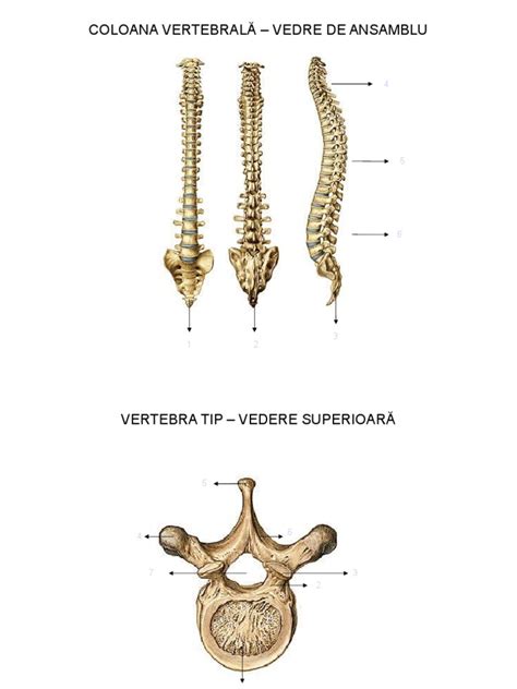 Anatomia Omului Scheletul Prezentare Interactiva