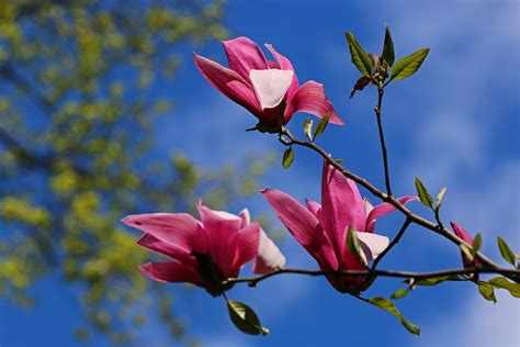 Magnolia Flower Magnolias Free Photo On Pixabay Pixabay