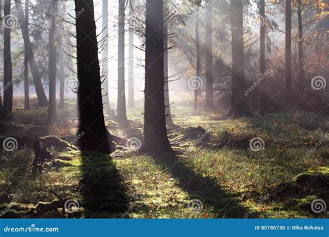 Morning Sunbeams In Autumn Forest Stock Photo Image Of Misty Outside
