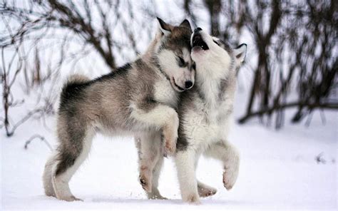 1080p Free Download Wolf Pups Playing In The Snow Snow Winter White Gris Two Wolves Hd