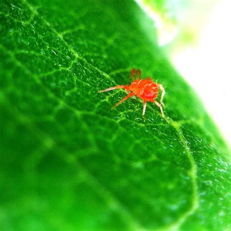 Red Spider Mite Treating And Fighting Them Easy Organic Solutions