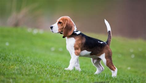 I cani di piccola taglia sono diventati estremamente popolari e gettonati per diversi motivi. Beagle: origini, prezzo, caratteristiche e allevamenti ...