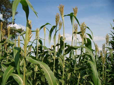 Forage Sorghum At Boot Stage Harvest Kings Agriseeds