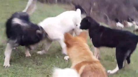 Albanian Mountain Dogs On Dibra Highlands Youtube