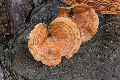 Harvested At Autumn Amazing Edible Mushrooms Saffron Milk Cap Known As