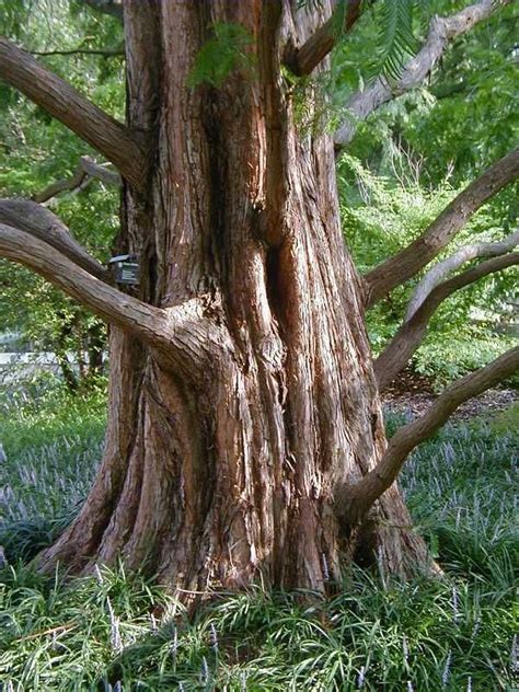 Metasequoia Glyptostroboides Dawn Redwood Dinosaur Tree Plants
