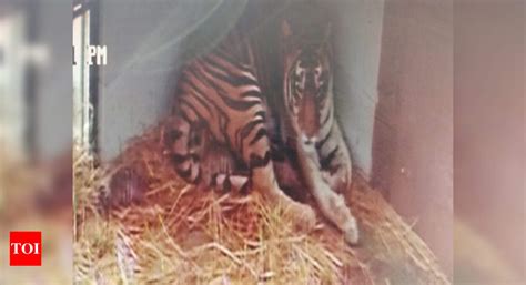 Wildlife Tigress Gives Birth To Three Cubs Jaipur News Times Of India