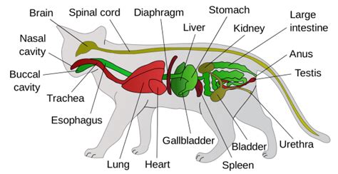 Taste organ of a cat. Feline Anatomy 101 - The Conscious Cat