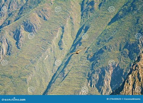 Two Of Andean Condors Flying In The Morning Light Of Colca Canyon The