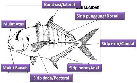 Seputar Dunia Perikanan Ikan Kuwe G Speciosus