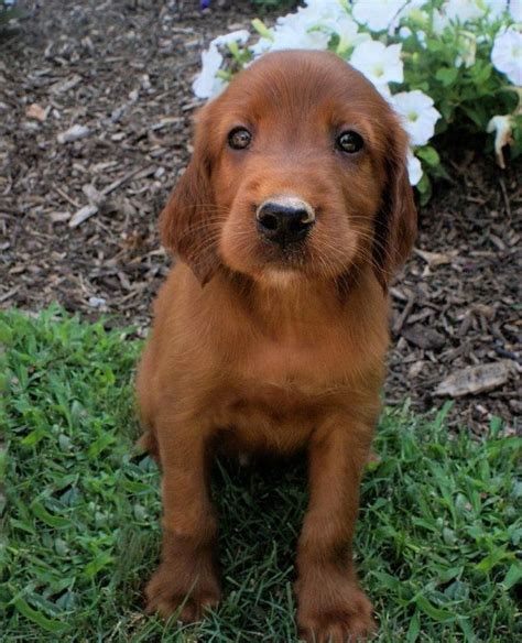 Pin By Victoria Machin On My Puppies Irish Setter Puppy Setter