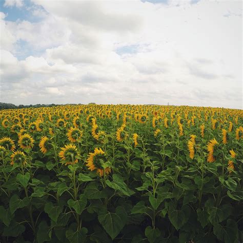 Sunflowers On Green Wallpapers Wallpaper Cave