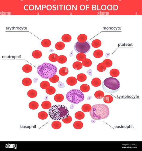Infographics Of Composition Of Blood Red And White Cells Under A
