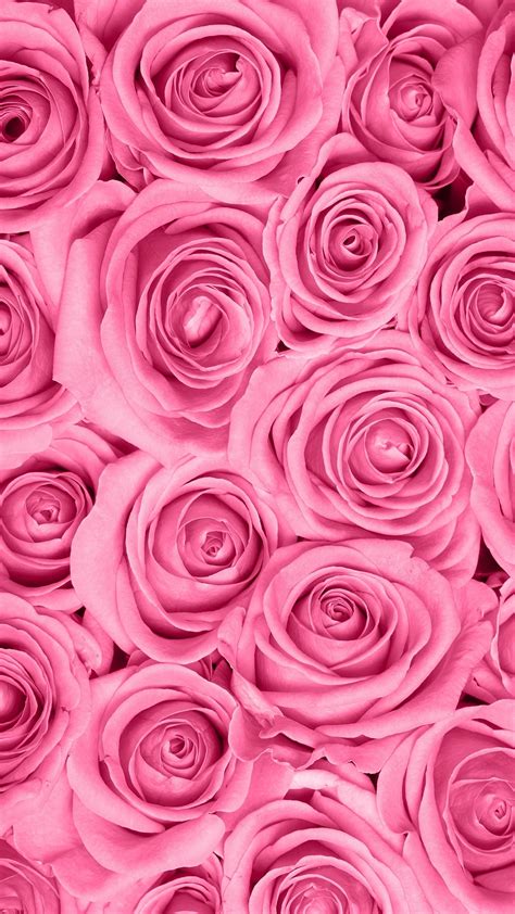 Pink Roses Wallpaper 64 Images