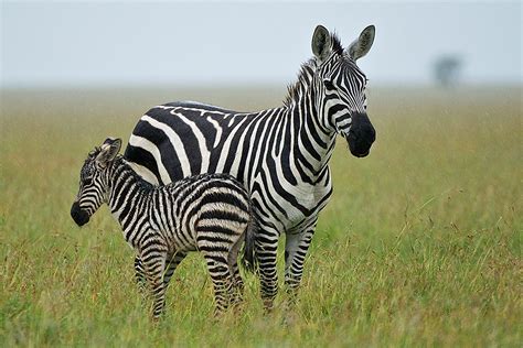 Mother And Baby Zebra In Rain Sean Crane Photography