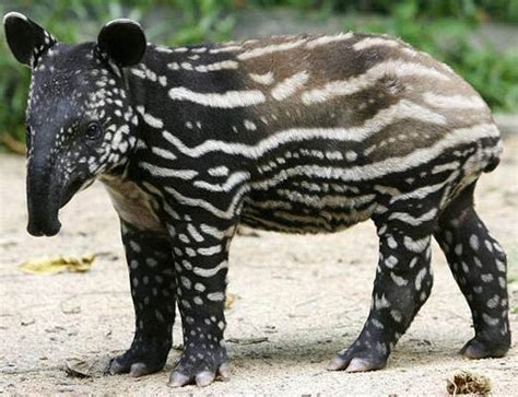 Brazilian Tapir Animal Wildlife
