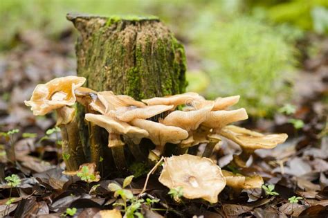 Brown Mushrooms Growing On A Tree Stump Stock Image Image Of Mushroom