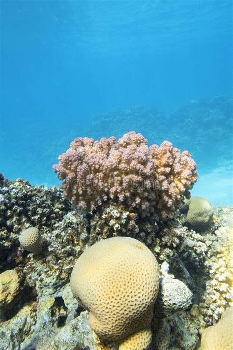 Colorful Coral Reef At The Bottom Of Tropical Sea Hard Corals