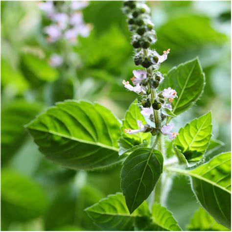 Seed Needs Holy Basil Tulsi Herb Ocimum Sanctum Twin Pack Of 500