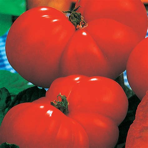 Italian Giant Beefsteak Tomato Heirloom Tomato Seeds Totally Tomatoes