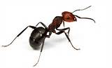 North American Carpenter Ants Images