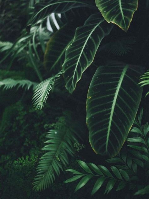 Plant Aesthetic Wallpapers Wallpaper Cave