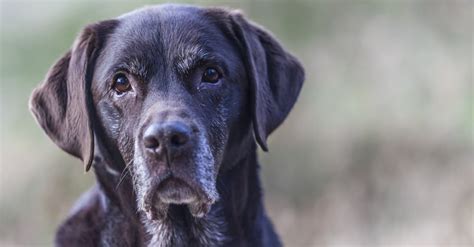 Labrador Retriever Lifespan How Long Do Labs Live Imp World