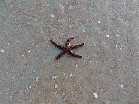 A Starfish That Washed Up While I Was Walking On The Beach Beach Walk