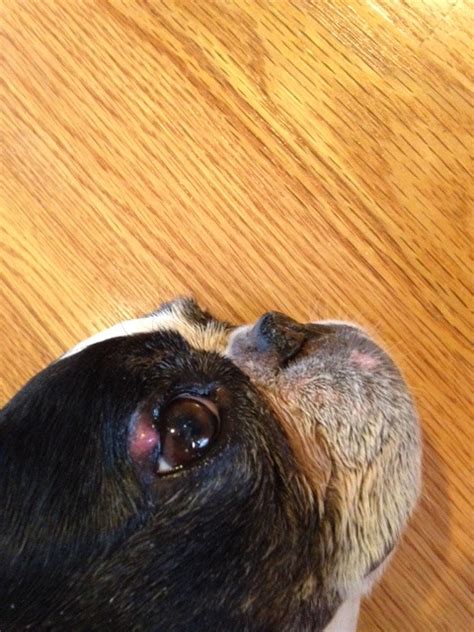 Eyelid Margin Masses In Dogs To Cut Or Not To Cut • Mspca Angell