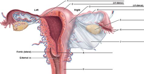Female Reproductive System Posterior View Diagram Quizlet